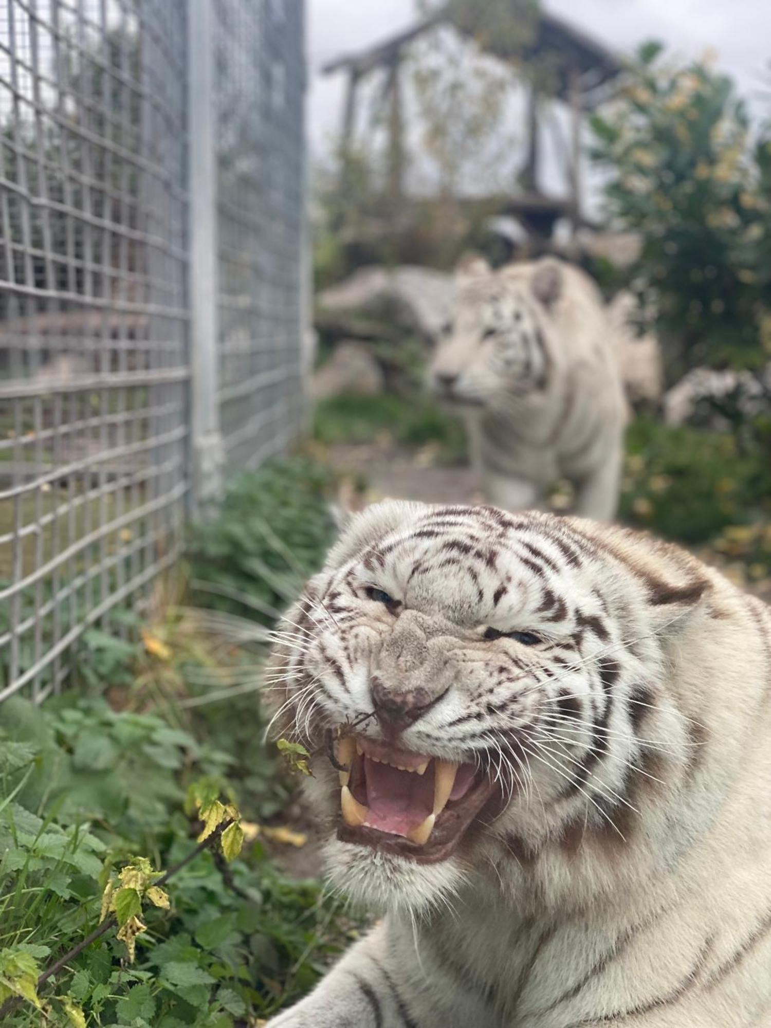 Malkia Penzion Orechová Potôň Dış mekan fotoğraf