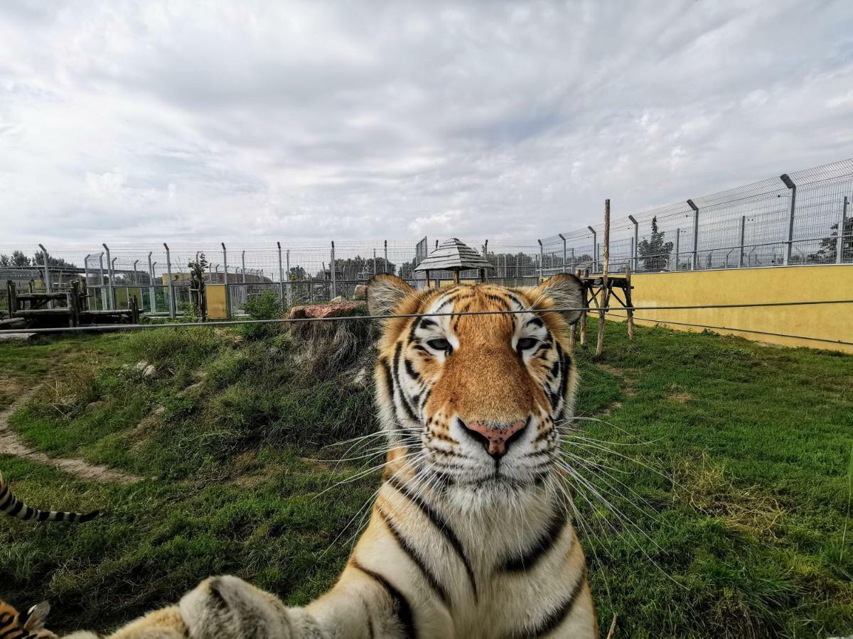 Malkia Penzion Orechová Potôň Dış mekan fotoğraf